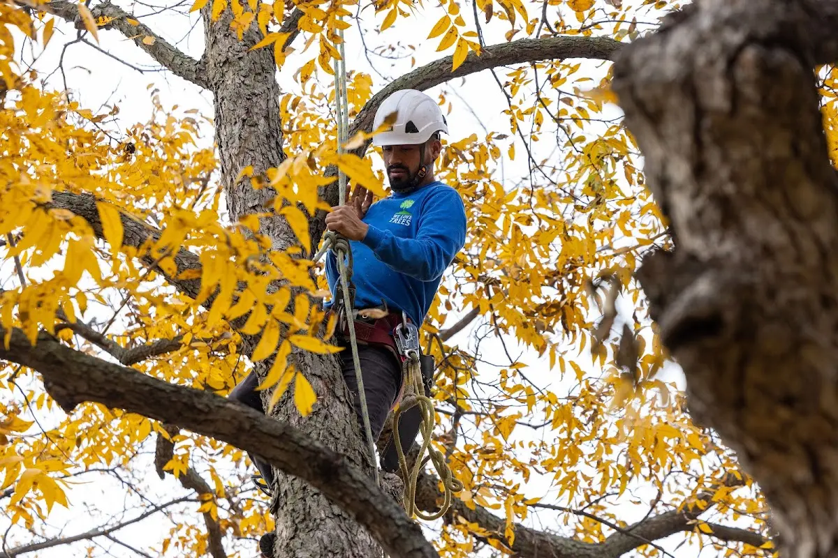Skilled Tree Transplanting crew working in Mazeppa