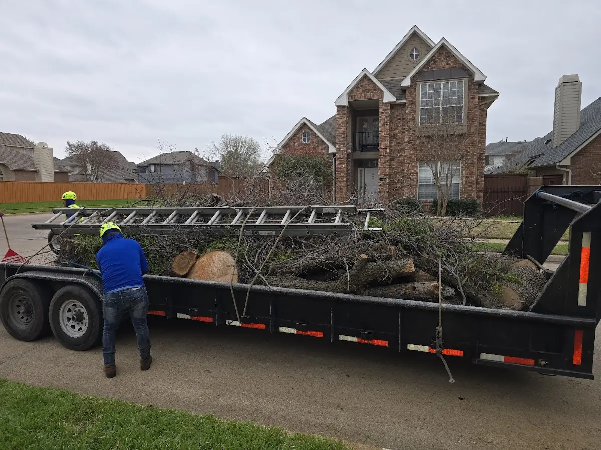 Expert Tree Removal with proper safety equipment in Mazeppa